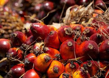 India Seen Coping with Indonesia Curbs on Palm Oil Exports