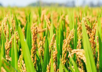 Gov’t Allocates US4m To Improve Rice Value Chain