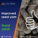 Improved Seed Yam: Iribov Ghana to Host Demonstration Day for Farmers in Bimbila Improved Seed Yam: Iribov Ghana to Host Demonstration Day for Farmers in Bimbila