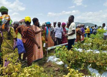 Ada: District Extension Officers commended for helping to reduce post-harvest losses
