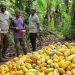 Ghana’s Cocoa Production Surpasses Ivory Coast Ghana’s Cocoa Production Surpasses Ivory Coast