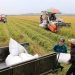 Australia: Crop exports set for record high after heavy rains