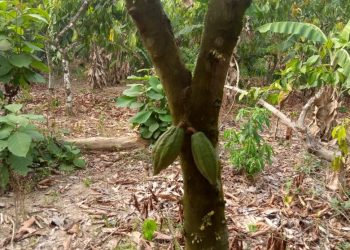 Cocoa Farmers in Jamulume Express Concerns Over Difficulty in Selling Crops and Accessing Chemicals