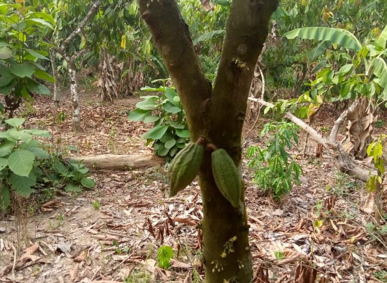 Cocoa Farmers in Jamulume Express Concerns Over Difficulty in Selling Crops and Accessing Chemicals