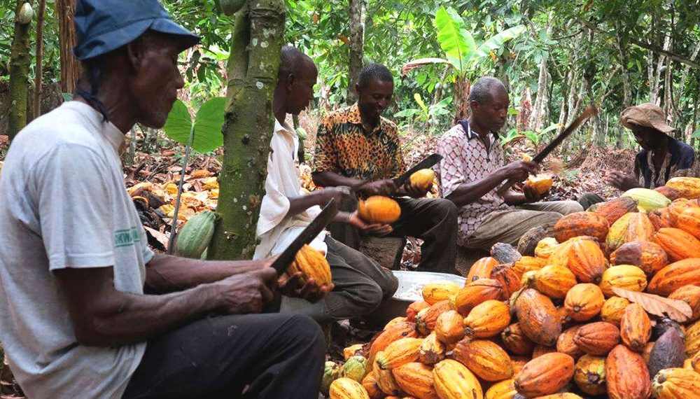 COCOBOD to Enrol 800,000 Cocoa Farmers on Pension Scheme to Ensure Decent Retirement