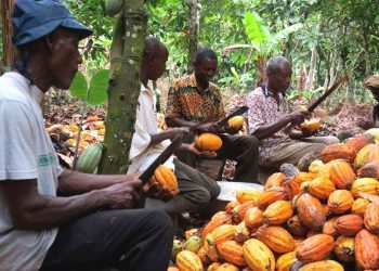 COCOBOD to Enrol 800,000 Cocoa Farmers on Pension Scheme to Ensure Decent Retirement