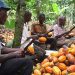 COCOBOD to Enrol 800,000 Cocoa Farmers on Pension Scheme to Ensure Decent Retirement
