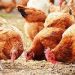 Poultry Farmers Call for Government Intervention as Feed Prices Skyrocket Poultry Farmers Call for Government Intervention as Feed Prices Skyrocket
