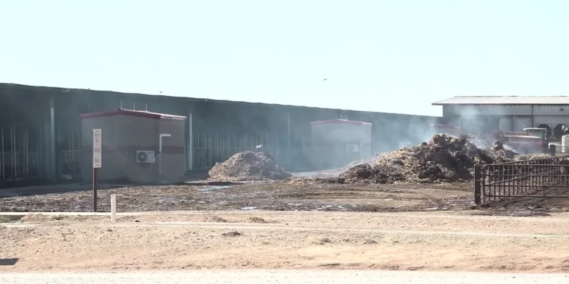 Massive Explosion at Texas Dairy Farm Claims Lives of 18,000 Cows Massive Explosion at Texas Dairy Farm Claims Lives of 18,000 Cows