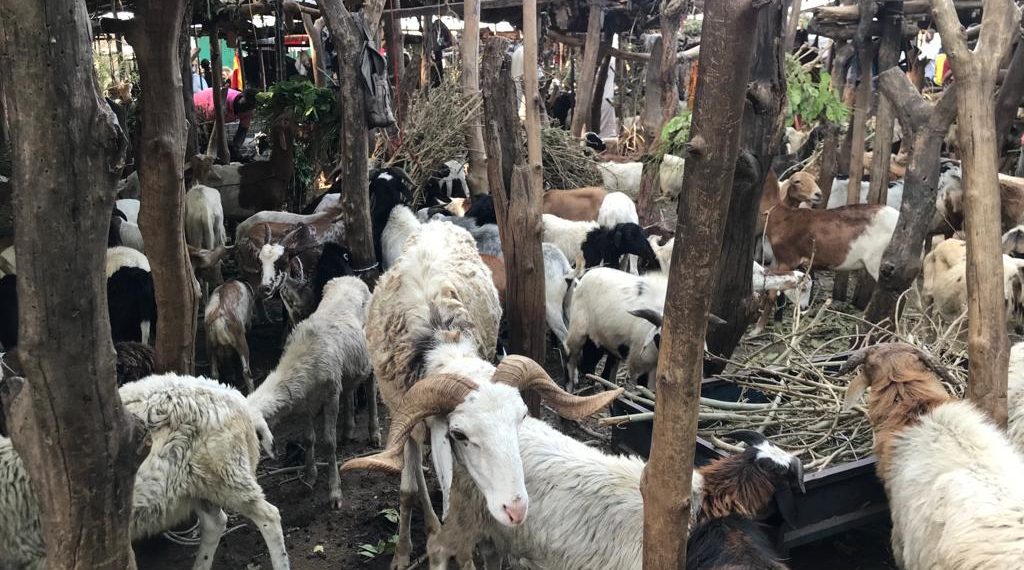 Government Urged to Provide Assistance to Struggling Livestock Farmers Government Urged to Provide Assistance to Struggling Livestock Farmers