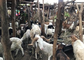 Government Urged to Provide Assistance to Struggling Livestock Farmers