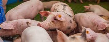African Swine Fever Outbreaks Boost China’s Pork Production to Record High