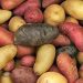 Potatoes: A Nutritious and Delicious Addition to Your Diet Potatoes: A Nutritious and Delicious Addition to Your Diet