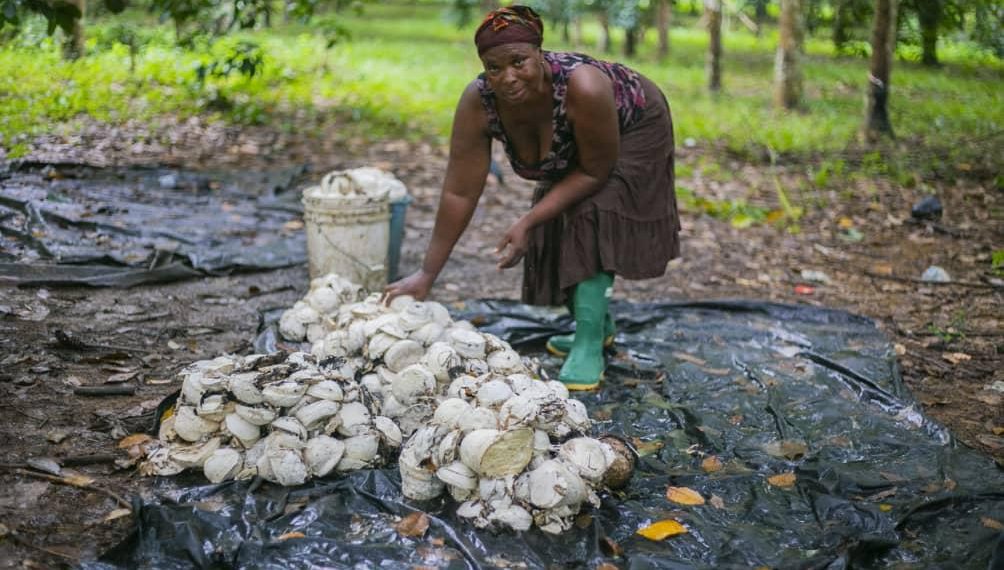 Adwoa Agyeiwaa: A Resilient Farmer Nurturing Growth and Empowering Others Adwoa Agyeiwaa: A Resilient Farmer Nurturing Growth and Empowering Others