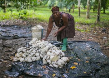 Adwoa Agyeiwaa: A Resilient Farmer Nurturing Growth and Empowering Others