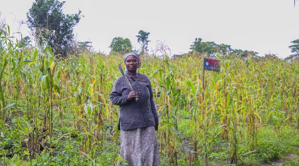 Cultivating Hope and Empowering Communities: The Remarkable Journey of Doris Dafada, a Resilient 56-Year-Old Farmer Cultivating Hope and Empowering Communities: The Remarkable Journey of Doris Dafada, a Resilient 56-Year-Old Farmer