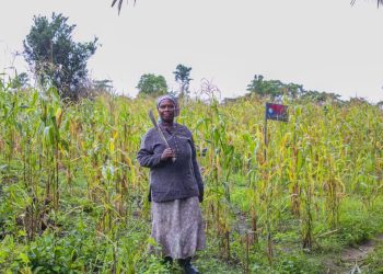 Cultivating Hope and Empowering Communities: The Remarkable Journey of Doris Dafada, a Resilient 56-Year-Old Farmer