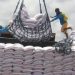 Rice Imports Face Major Decline as India Bans Exports to Developing Countries Rice Imports Face Major Decline as India Bans Exports to Developing Countries