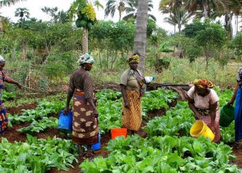 The Private Sector is Seriously Working in Tandem with the Government to Make Ghana Food Sufficient