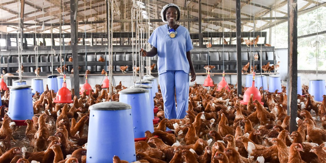 World Bank and ECOWAS Partner to Fund 2 million Broiler Production, Creating 300,000 Jobs in Ghana World Bank and ECOWAS Partner to Fund 2 million Broiler Production, Creating 300,000 Jobs in Ghana