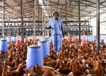 World Bank and ECOWAS Partner to Fund 2 million Broiler Production, Creating 300,000 Jobs in Ghana