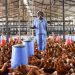 World Bank and ECOWAS Partner to Fund 2 million Broiler Production, Creating 300,000 Jobs in Ghana World Bank and ECOWAS Partner to Fund 2 million Broiler Production, Creating 300,000 Jobs in Ghana