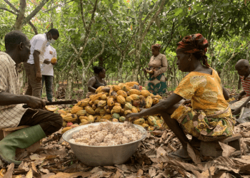 EU to Ban Deforestation-Linked Commodities on Markets