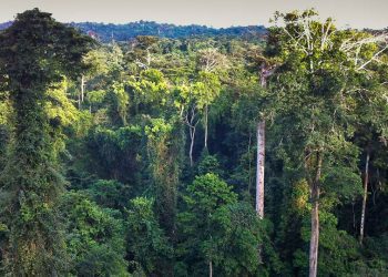 Forestry Commission Urges Collaborative Effort to Safeguard Kalakpa Forest Reserve