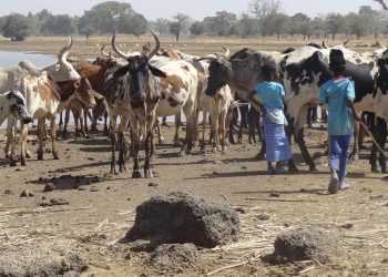 Farmer-Herder Conflicts Exacerbating Poverty in Afram Plain Areas