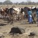 Farmer-Herder Conflicts Exacerbating Poverty in Afram Plain Areas Farmer-Herder Conflicts Exacerbating Poverty in Afram Plain Areas