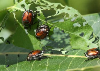 Plant Health Governing Body Convenes to Address Pest and Disease Threats