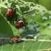 Plant Health Governing Body Convenes to Address Pest and Disease Threats