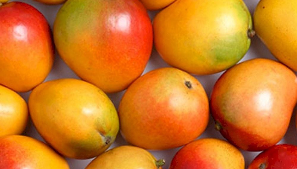 FDA Warns Against Artificial Ripening of Mangoes Using Calcium Carbide FDA Warns Against Artificial Ripening of Mangoes Using Calcium Carbide