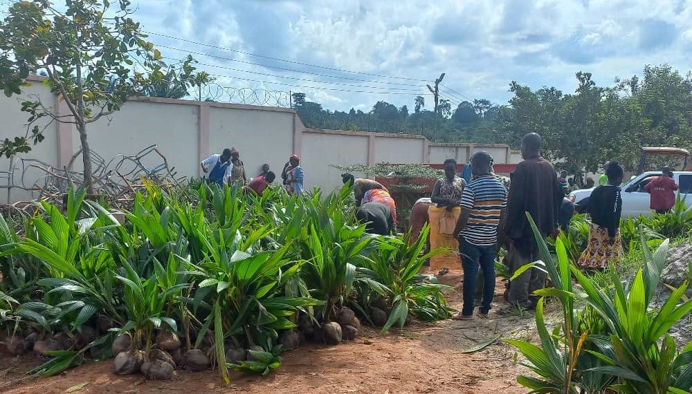 Farmers in Nsesresu Benefit from Hybrid Coconut Seedling Distribution