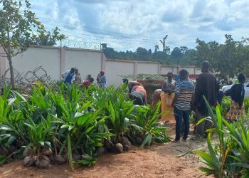 Farmers in Nsesresu Benefit from Hybrid Coconut Seedling Distribution
