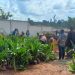 Farmers in Nsesresu Benefit from Hybrid Coconut Seedling Distribution