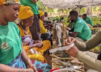 40 Women Trained in Shea Seedling Grafting for Sustainable Agriculture