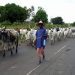Shortage of Cattle in Ghana Prompts Imports from Neighboring Countries Shortage of Cattle in Ghana Prompts Imports from Neighboring Countries