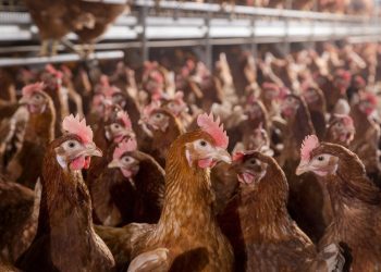 MoFA-FSRP Scheme Positively Transforms Poultry Sector