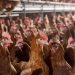 MoFA-FSRP Scheme Positively Transforms Poultry Sector MoFA-FSRP Scheme Positively Transforms Poultry Sector