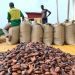 Ghana Cocoa Board Announces Opening of 2024 Light Crop Cocoa Season