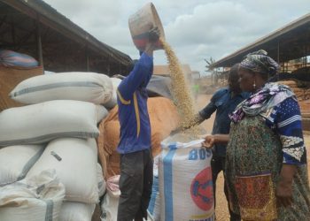 Impending Maize Shortage Alarms Traders in Bono East Region