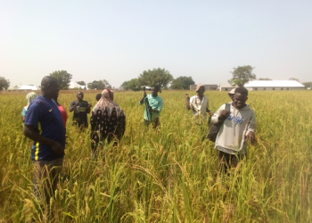 Bumper Rice Harvest for Smallholder Farmers in Tamale North Thanks to Strategic Collaboration