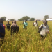 Bumper Rice Harvest for Smallholder Farmers in Tamale North Thanks to Strategic Collaboration Bumper Rice Harvest for Smallholder Farmers in Tamale North Thanks to Strategic Collaboration
