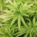 Chamber of Cannabis Calls on Government to Invest in Lucrative Cannabis Sector Chamber of Cannabis Calls on Government to Invest in Lucrative Cannabis Sector