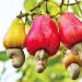 Tree Crops Authority must sanitize cashew value chain Tree Crops Authority must sanitize cashew value chain