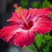 Hibiscus: Nature’s All-Purpose Plant for Wellness, Beauty, and Flavor Hibiscus: Nature’s All-Purpose Plant for Wellness, Beauty, and Flavor