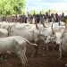 Resetting the economy: livestock industry localisation critical Resetting the economy: livestock industry localisation critical