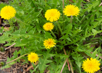 Dandelion: Nature’s Resilient Herb with Health Benefits