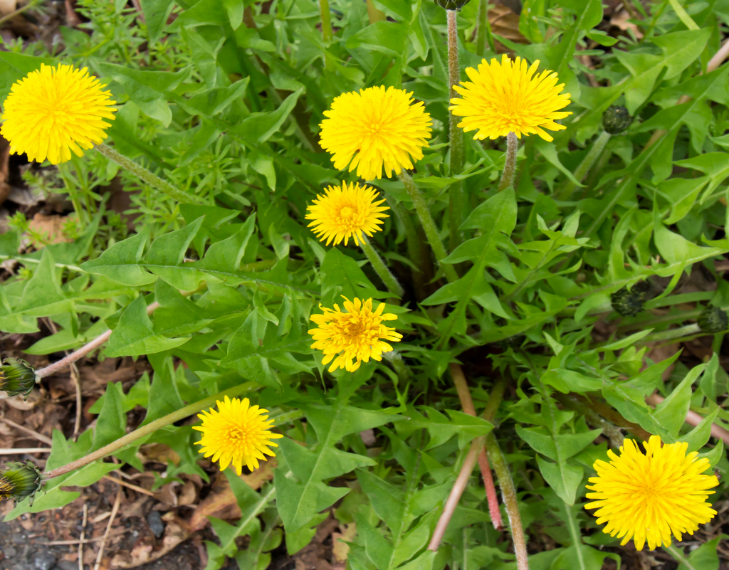Dandelion: Nature’s Resilient Herb with Health Benefits Dandelion: Nature’s Resilient Herb with Health Benefits